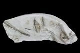 Ediacaran Aged Fossil Worms (Sabellidites) - Estonia #73531-1